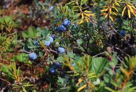 Рис. 3.77. 1. Голубика обыкновенная – Vaccinium uliginosum L. 