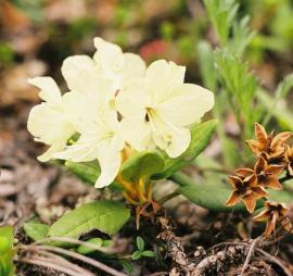 Рис. 3.77. 4. Рододендрон золотистый – Rhododendron aureum Georgi. 