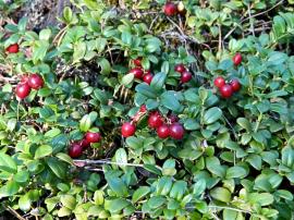 Рис. 3.77.  5. Брусника обыкновенная – Vaccinium vitisidaea L. 