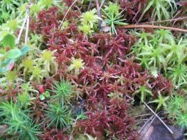 2 – Сфагнум волосолистный – Sphagnum capillifolium (Ehrh.) Hedw